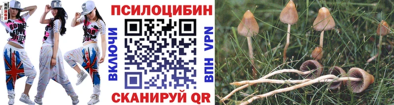 Псилоцибиновые грибы Psilocybe  кракен сайт  Омутнинск 
